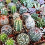 Tohum Dünyam 10 Adet Kaktüs Species Variety Mix Tohumu