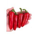 Tohum Dünyam 10 Adet Kırmızı Jalapeno Biber Tohumu