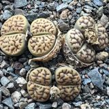 Tohum Dünyam 10 Adet Lithops Bromfieldii V Mennellii Succulent Tohumu