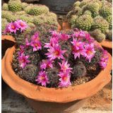 Tohum Dünyam 10 Adet Mammillaria Mazatlanensis Kaktüs Tohumu