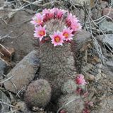 Tohum Dünyam 10 Adet Mammillaria Species Mix Kaktüs Tohumu