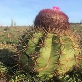 Tohum Dünyam 10 Adet Melocactus Kaktüs Tohumu