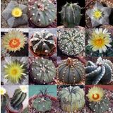 Tohum Dünyam 10 Adet Mix Astrophytum Kaktüs Tohumu