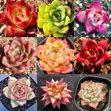Tohum Dünyam 10 Adet Mıx Echeveria Agavoides Succulent Tohumu