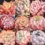Tohum Dünyam 10 Adet Mıx Echeveria Cuspidata Succulent Tohumu