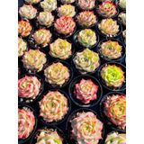 Tohum Dünyam 10 Adet Mıx Echeveria Romeo Rubin Succulent Tohumu