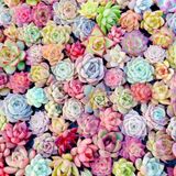Tohum Dünyam 10 Adet Mıx Echeveria Succulent Tohumu