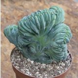 Tohum Dünyam 10 Adet Myrtillocactus Geometrizans Kaktüs Tohumu
