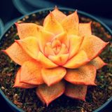 Tohum Dünyam 10 Adet Orange Echeveria Succulent Tohumu