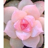 Tohum Dünyam 10 Adet Pink Echeveria Hyaliana Succulent Tohumu