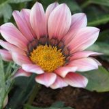 Tohum Dünyam 10 Adet Pink White Gazania Tohumu