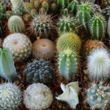 Tohum Dünyam 10 Adet Premium Kaktüs Species Mix Tohumu