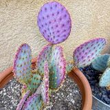 Tohum Dünyam 10 Adet Purple Opuntia Violacea V. Santa Rita Kaktüs Tohumu