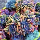 Tohum Dünyam 10 Adet Rainbow Echeveria Succulent Tohumu