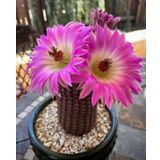 Tohum Dünyam 10 Adet Rainbow Hedgehog Kaktüs Tohumu