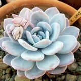 Tohum Dünyam 10 Adet Rare Echeveria Laui Blue Succulent Tohumu