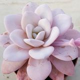 Tohum Dünyam 10 Adet Rare Echeveria Laui Pink Succulent Tohumu