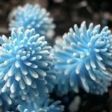 Tohum Dünyam 10 Adet Rare Succulent Lithop Tohumu