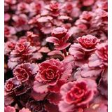 Tohum Dünyam 10 Adet Red Dragons Blood Sedum Tohumu
