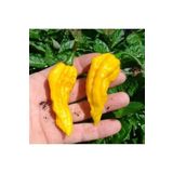 Tohum Dünyam 10 Adet Sarı Bhut Jolokia Biber Tohumu