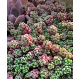 Tohum Dünyam 10 Adet Sedum Dasyphyllum Succulent Tohumu