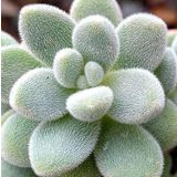 Tohum Dünyam 10 Adet Sedum Mocinianum Succulent Tohumu