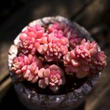 Tohum Dünyam 10 Adet Sedum Versadense Rare Succulent Tohumu