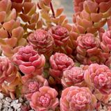 Tohum Dünyam 10 Adet Sedum Versadense Succulent Tohumu