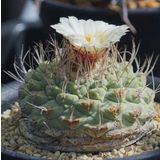 Tohum Dünyam 10 Adet Strombocactus Disciformis Kaktüs Tohumu