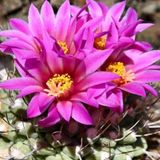 Tohum Dünyam 10 Adet Strombocactus Pulcherrimus Kaktüs Tohumu