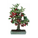 Tohum Dünyam 10 Adet Tohum Bodur Bonsai Kiraz Ağacı Bonzai Tohumu Saksı Toprak Hediyemizdir