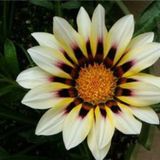 Tohum Dünyam 10 Adet White Gazania Tohumu