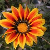 Tohum Dünyam 10 Adet Yellow Orange Gazania Tohumu