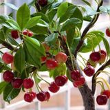 Tohum Dünyam 10 Bonsai Cüce Kiraz Ağacı Tohumu
