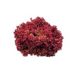 Tohum Dünyam 100 Adet Lettuce ( Marul) Lollo Rosso Dark Red Tohumu