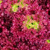 Tohum Dünyam 100 Adet Organic Ruby Red Leaf Marul Tohumu