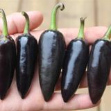 Tohum Dünyam 20 Adet Black Jalapeno Biber Tohumu
