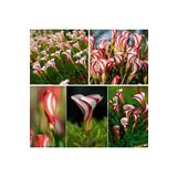 Tohum Dünyam 20 Adet Oxalis Versicolor Çiçeği Tohumu