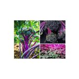 Tohum Dünyam 20 Adet Purple Peacock Brokoli Tohumu