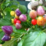 Tohum Dünyam 50 Adet Rainbow Süs Biberleri Tohumu