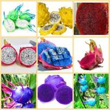 Tohum Dünyam 9 Adet 9 Renk Tropikal Dragon Fruit (Pitaya) Meyvesi Tohumu