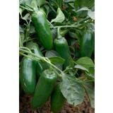 Tohum Dünyam Acı Jalapeno Biberi Tohumu 20+ Adet