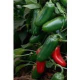 Tohum Dünyam Acı Jalapeno Biberi Tohumu 20+ Adet