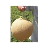 Tohum Dünyam Ananas Kavun Tohumu 15 Adet Tohum Bal Kavun