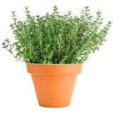 Tohum Dünyam Aromatik Dağ Kekiği Tohumu 25 Adet Kekik Tohumu