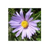 Tohum Dünyam Aster Alpinus Çiçek Tohumu