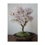 Tohum Dünyam Beyaz Çiçekli Bahardalı Bonsai Ağacı Tohumu-10 Adet