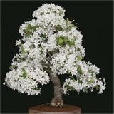 Tohum Dünyam Beyaz Zakkum Bonzai Ağacı Tohumu 5 Adet Bonsai Ağacı Tohumu