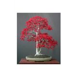 Tohum Dünyam Bodur Acer Rubrum Bonzai Ağacı Tohumu 5 Adet Bonsai Ağacı Tohumu