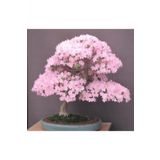 Tohum Dünyam Bodur Cherry Blossom Bonzai Ağacı Tohumu 5 Adet Bonsai Ağacı Tohumu
